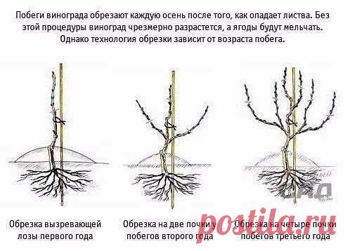 Сад Огород – Сообщество – Google+