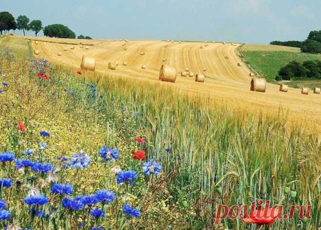 Васильки и маки на летнем поле, Бельгия