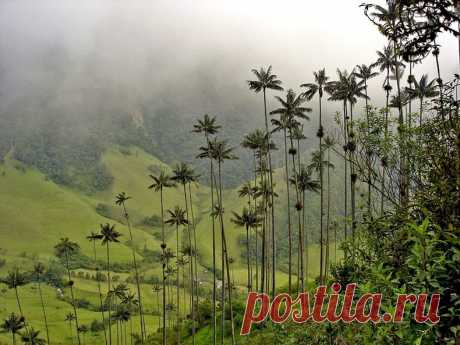Долина самых высоких пальм - «Долина Кокора» (Valle de Cocora), Колумбия - Путешествуем вместе