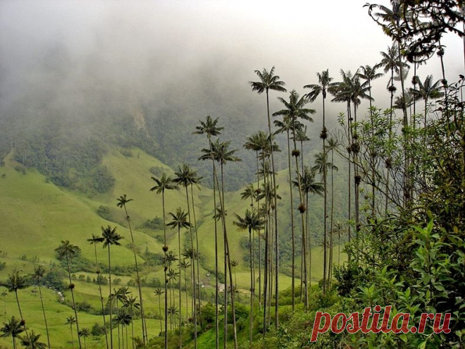 Долина самых высоких пальм - «Долина Кокора» (Valle de Cocora), Колумбия - Путешествуем вместе