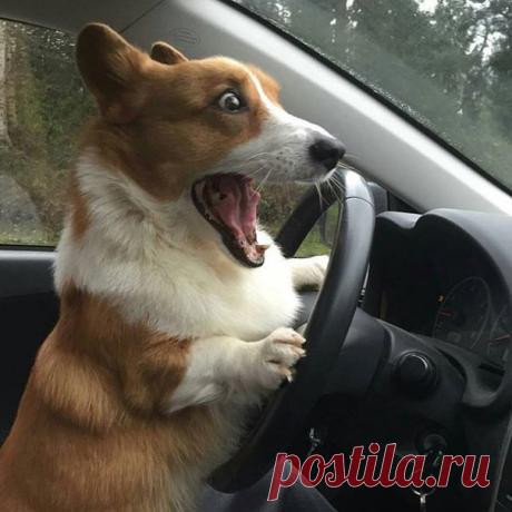 Первый день за рулем 😂 7 забавных фотографий недели: ↪