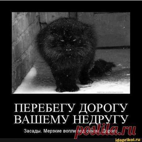 ПЕРЕБЕГУ ДОРОГУ ВАШЕМУ НЕДРУГУ Засады. Мерзкие вопли под окном. Дорого. - ) / АйДаПрикол .)