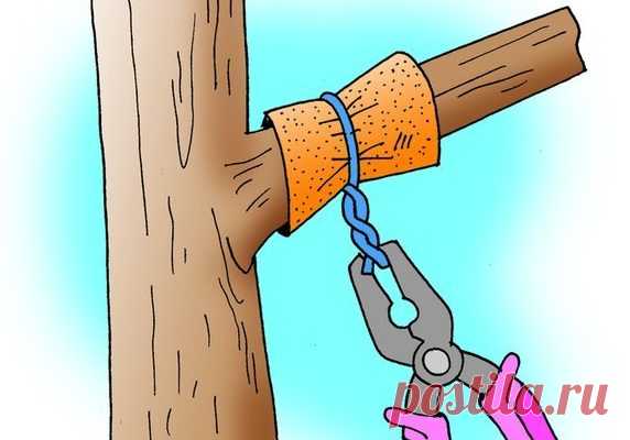 Топ 5 самых эффективных способов заставить деревья плодоносить быстрее Так бывает: посадишь деревце, ждешь плодов год, два, три… восемь (!), а урожая все нет. Впору бери топор и руби бесполезное создание природы. Но, подождите, не спешите. Да, это проблема, однако она легко решается!

Существует несколько способов, которые заставят деревья плодоносить быстрее. Они ра