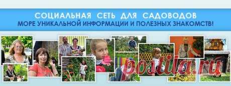 Гибискус НОЧНОЕ ДИВО .