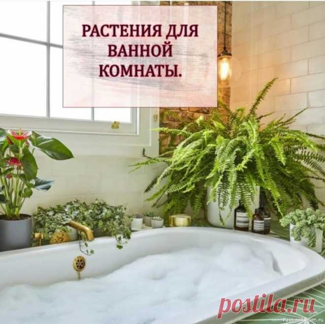 Комнатные растения для ванной комнаты Ванные с окнамиУдивительно, как хорошо чувствуют себя комнатные растения в ванной комнате даже при самом минимальном источнике дневного света. У меня в ванной два окна. Одно большое и прозрачное на северную сторону, которое, по понятным причинам, все время закрыто деревянным жалюзи и не...