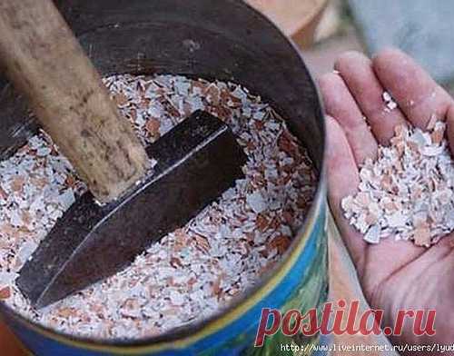 Яичная скорлупа на даче и дома