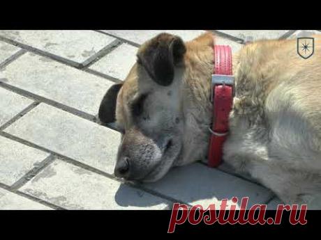 Лечение и профилактика пироплазмоза у собак