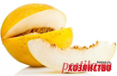 Почему дыни уродились несладкими