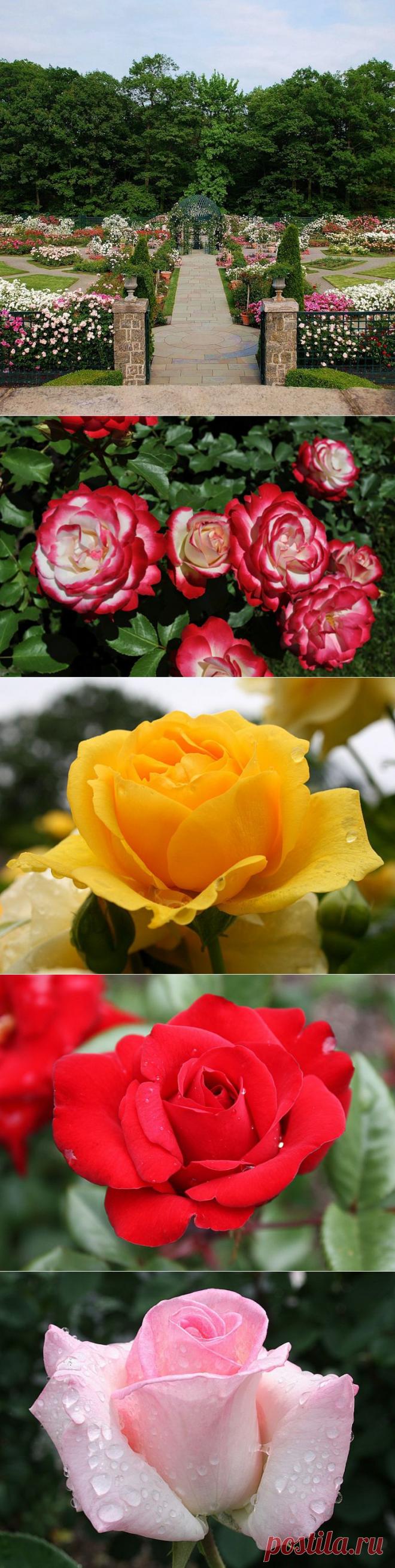 Сад Роз Пэгги Рокфеллер в Нью-Йоркском Ботан.саду | Самоцветик