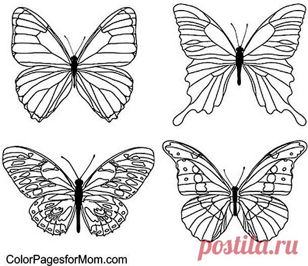 Не СПШки | Butterfly Coloring Page, Coloring Pages