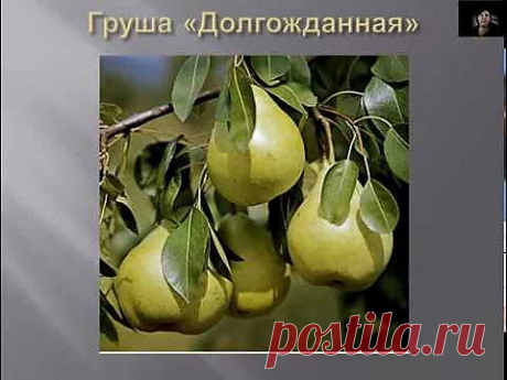 Выращивание плодовых деревьев .