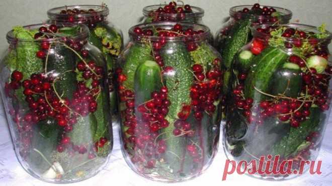 Маринованные огурцы с красной смородиной