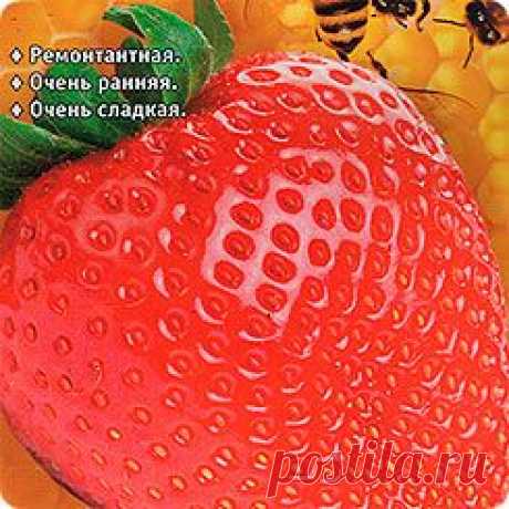 Клубника крупноплодная Медовое лето, 5 шт.