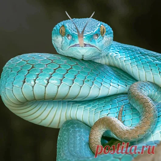 Animals - Google+