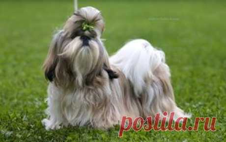 (38) Светлана Михайлова