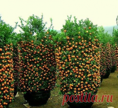 Плантация мандаринов в Китае