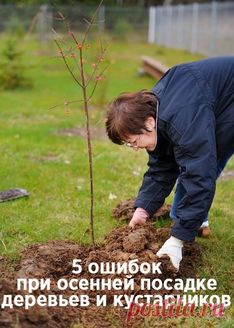 5 непростительных ошибок при осенней посадке деревьев и кустарников