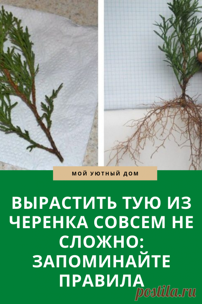 Способ как можно вырастить тую из черенка