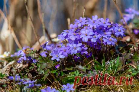 Многолетний садовый цветок Печеночница (Hepatica). Приземистый корневищный травянистый многолетник высотой 6-8 см.

Основные виды
П.благородная (H.nobilis) - широко распространенный в лесах средней полосы вид. Листья прикорневые, кожистые, трехлопастные, зимующие под снегом; весной после цветения они заменяются новыми. Цветки одиночные, звездчатые (6-8 лепестков), диаметром 2,0-2,5 см, на цветоножке длиной 10-15 см, чаще всего фиолетовые, иногда белые или розовые, простые и махровые.