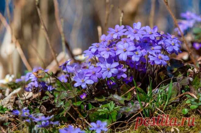 Многолетний садовый цветок Печеночница (Hepatica). Приземистый корневищный травянистый многолетник высотой 6-8 см.

Основные виды
П.благородная (H.nobilis) - широко распространенный в лесах средней полосы вид. Листья прикорневые, кожистые, трехлопастные, зимующие под снегом; весной после цветения они заменяются новыми. Цветки одиночные, звездчатые (6-8 лепестков), диаметром 2,0-2,5 см, на цветоножке длиной 10-15 см, чаще всего фиолетовые, иногда белые или розовые, простые и махровые.