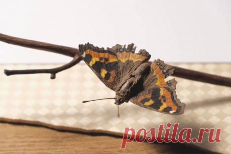 Японский художник вырезает из дерева потрясающие скульптуры, которые