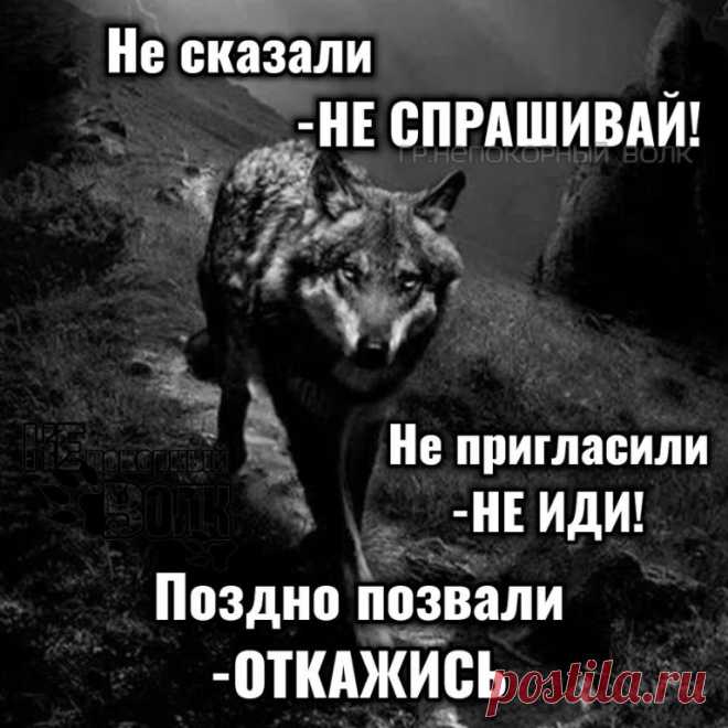 #Волкодав