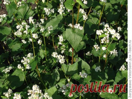 Восемь культур на одной грядке и мои сидераты