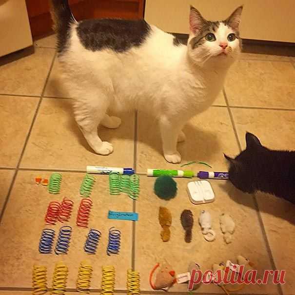 Моя прелесть: 18 котов-воришек, вместе со своими наворованными сокровищами 
Кошки классные существа, они милые и забавные, но к этим прекрасным качествам можно добавить нервозность и паранойю, которые заставляют кошек метаться по квартире ни с того ни с сего и прятать по угл…