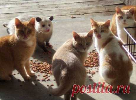 Мастера маскировки / Питомцы