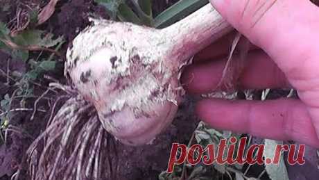 СРОЧНО! Сделайте это с чесноком и будете с урожаем!