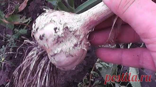 СРОЧНО! Сделайте это с чесноком и будете с урожаем!