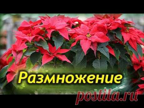Размножение РОЖДЕСТВЕНСКОЙ ЗВЕЗДЫ. Ошибки при размножении Пуансеттии.