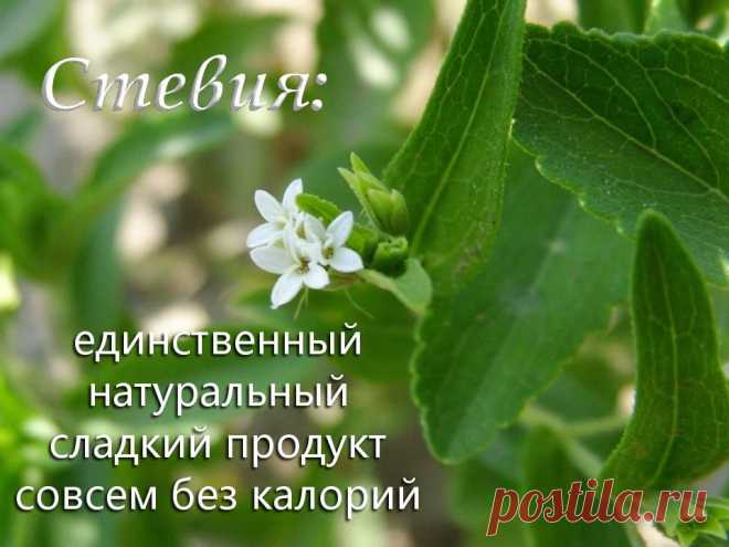 Стевия NSP-натуральный сладкий продукт без калорий!

Является заменителем сахара, в 300 раз слаще сахарозы
Полезна для больных сахарным диабетом, с нарушением жирового обмена, атеросклерозом
Можно использовать в программах по снижению веса
Ведите здоровый образ жизни! Стевия поможет Вам поддерживать свое здоровье, не отказываясь от сладкого.

Сладкоежки могут легко заменить сахар для начала Стевией. Это очень полезно, так как Стевия — это белок, а не углеводы.