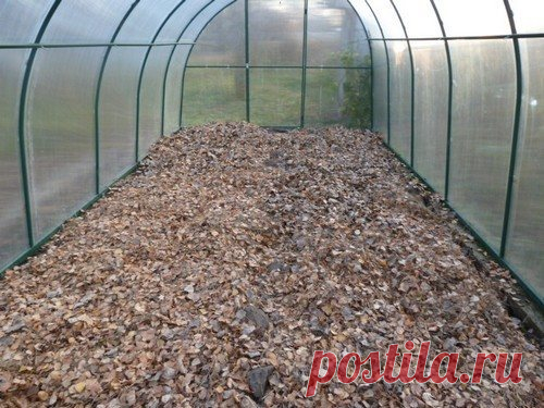 5 способов обеззаразить почву в теплице осенью
