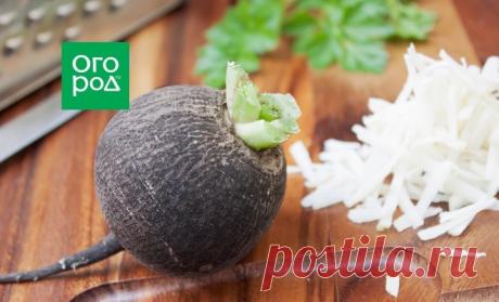 Что можно приготовить из черной редьки: 5 вкусных и полезных блюд