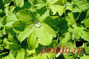 Манжетка обыкновенная: свойства, польза и лечебное применение