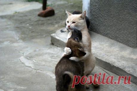 30 фотографий животных, которые вы просто обязаны увидеть