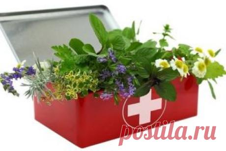 Что должно быть в садовой аптечке?