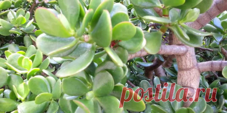 Крассула (грошове дерево) - догляд, розмноження, види | Green Dim