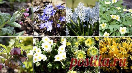 25 самых красивых весенних цветов: определитель с фото и названиями