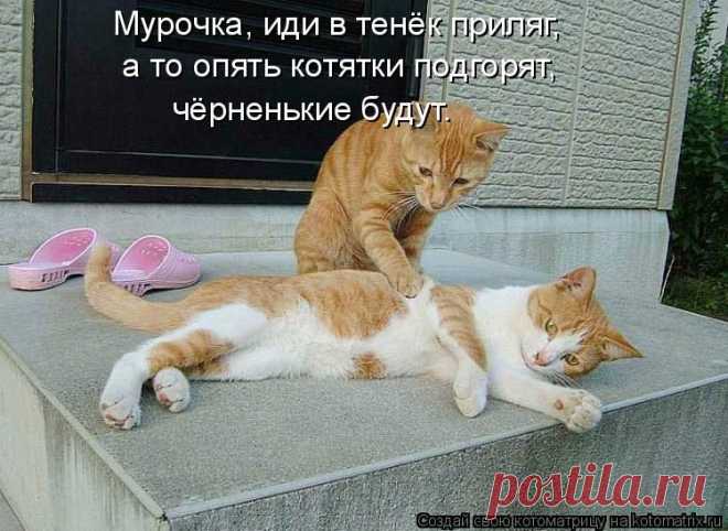 kotomatritsa_vf.jpg (Изображение JPEG, 750 × 548 пикселов)