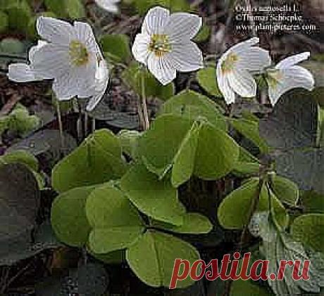 Оксалис, Кислица — Oxalis описание и уход на FloralWorld.ru