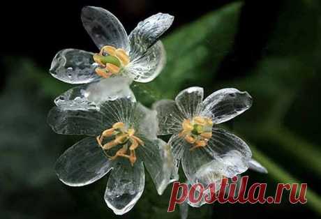 Двулистник Грея: цветок-невидимка