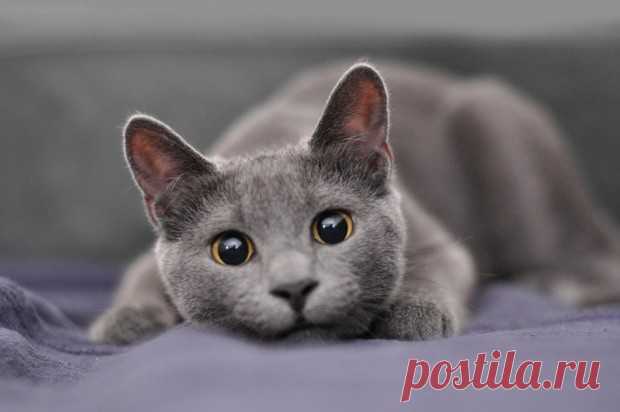 Вместе навсегда: 10 пород кошек-долгожителей: Русская голубая