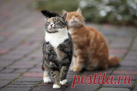 — Милая, ты что, обиделась? — Нет, я за топором!