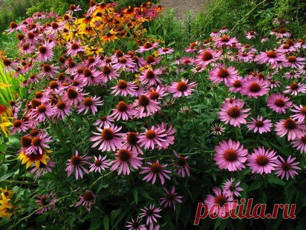 Я люблю ✿ ЦВЕТЫ ✿ | I ♥ Flowers