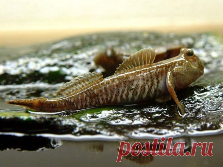 прыгунчики фото: 30 тыс изображений найдено в Яндекс.Картинках