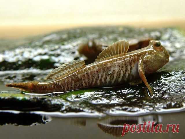 прыгунчики фото: 30 тыс изображений найдено в Яндекс.Картинках