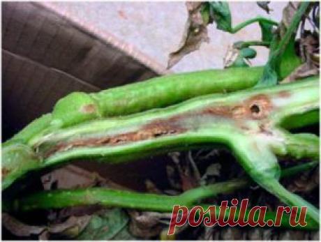 Болезни перца в теплице и их лечение - фото | Сад 365