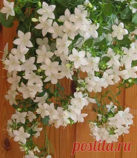 10 самых популярных вьющихся растений - Экологическое землетворчество | Экологическое землетворчество